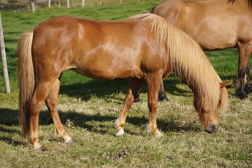 Fototapeta premium Horses on pasture eating grass