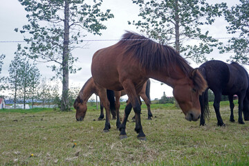 Obraz premium Horses standing on pasture