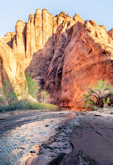 A cottonwood tree lined river in a canyon with high walls of orange colored sand stone, Paria Canyon, Vermilion Cliffs Wilderness, Utah
