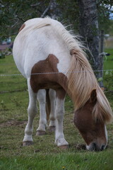 White and brown horse on pasture eating grass