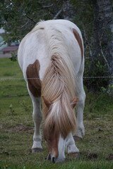 Naklejka na ściany i meble White and brown horse on pasture eating grass