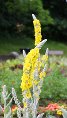 Verbascum bombyciferum, called the giant silver mullein, Turkish mullein and Broussa mullein, is a species of flowering plant in the genus Verbascum, native to Turkey