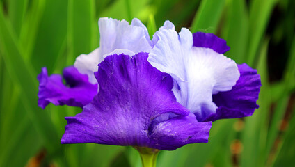 Iris is a genus of about 260–300 species of flowering plants with showy flowers. It takes its name from the Greek word for a rainbow, which is also the name for the Greek goddess of the rainbow, Iris.