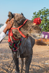 Naklejka premium Decorated camels of the desert tribes visiting the city for the annual festival.