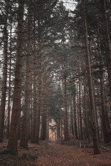 footpath in the woods