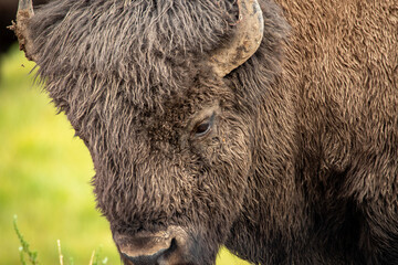 Bull Bison Portrait