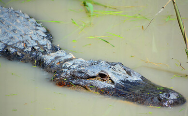 An alligator is a crocodilian in the genus Alligator of the family Alligatoridae. The two living species are the American alligator and the Chinese alligator.