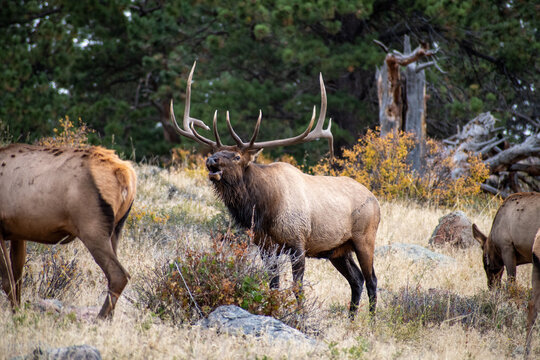 A Rocky Mountain Bull Elk bugles during the fall rut in Rocky Mountain National Park outside of Estes Park Colorado