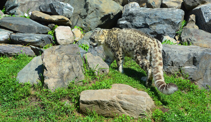 The snow leopard is a large cat native to the mountain ranges of Central and South Asia. It is listed as endangered on the IUCN Red List of Threatened Species