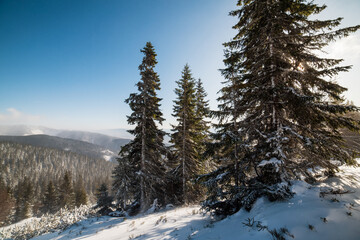 Fototapeta na wymiar Snowy winter landscape. Snow covered trees in forest. Low Tatras National Park Slovakia. Christmas postcard.