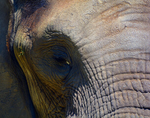 African elephant is elephant of the genus Loxodonta. The genus consists of 2 extant species: the...