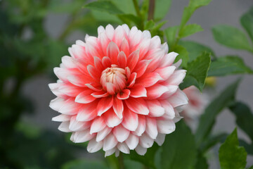 Dahlia is a genus of bushy, tuberous, perennial plants native to Mexico, Central America, and...