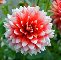 Dahlia is a genus of bushy, tuberous, perennial plants native to Mexico, Central America, and...