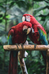 Green-Winged Macaw Parrots, Exotic Birds