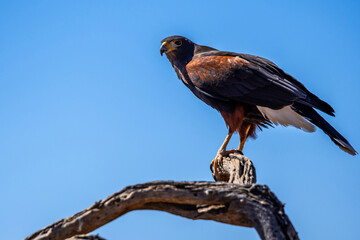 A dark brown Harris Hawk in Tucson, Arizona