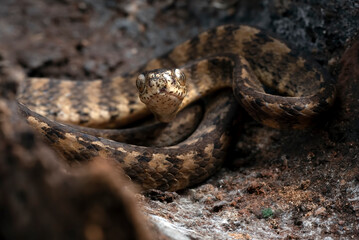 Keeled slug snake on a tree stomp
