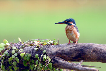 Common kingfisher on a tree