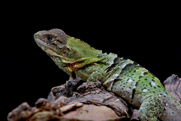 Black spiney tailed iguana on a tree