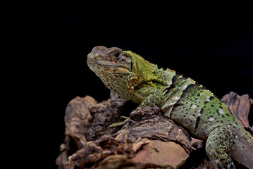 Black spiney tailed iguana on a tree