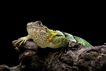 Black spiney tailed iguana on a tree