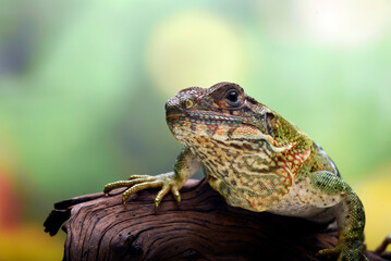 Black spiney tailed iguana on a tree