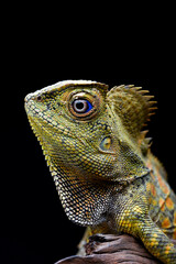 Forest dragon lizard in black background