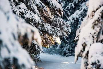 Close-up of snowy winter landscape. Snow covered trees in forest. Low Tatras National Park Slovakia. Christmas postcard.