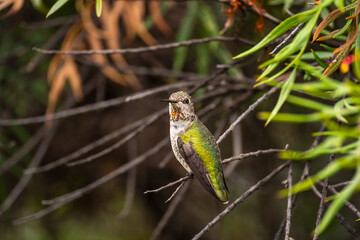 Anna's Hummingbird (Calypte anna) perched on a tree. 