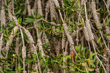 Bottlebrush plants (Callistemon) 