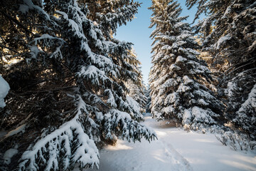 Snowy winter landscape. Snow covered trees in forest. Low Tatras National Park Slovakia. Christmas postcard.