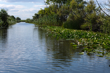 White water lilies or nenuphars on a channel in the Danube Delta. - obrazy, fototapety, plakaty