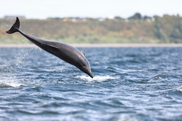 Wild  bottlenose dolphins Tursiops truncatus breaching close to the shore while wild hunting for salmon 
at Channory point on the Blackisle in the Moray firth in Scotland.