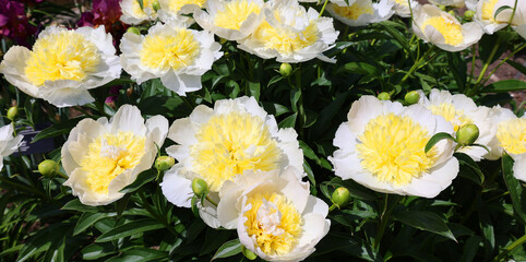 The peony is a flowering plant in the genus Paeonia, the only genus in the family Paeoniaceae. They are native to Asia, Southern Europe and Western North America