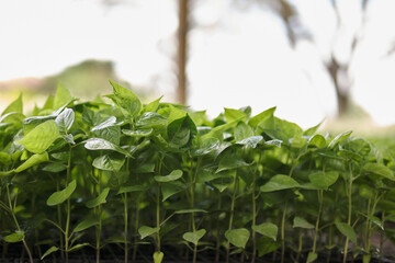 multiple small chili seedlings in foreground with background out of focus