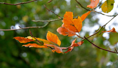 Feuilles en automne