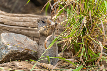 Naklejka na ściany i meble Uinta Ground Squirrel eating grass, Yellowstone National Park.