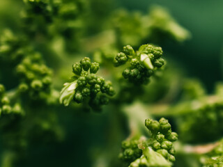 close up of a plant