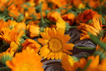 the background is made up of the flowers of yellow orange marigolds of calendula. Collection of seeds of flowers of medicinal herbs of plants. Preparation for planting sowing. Medicine m