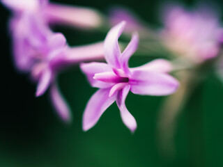 close up of a pink flower