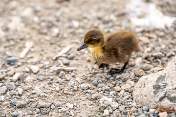 A little Mallard duckling (Anas platyrhynchos).