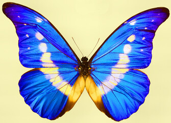 Metallic morpho butterflies comprise many species of Neotropical butterfly under the genus Morpho. This genus includes more than 29 accepted species and 147 accepted subspecies 