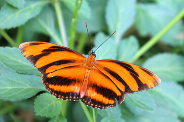 Dryadula is a monotypic genus of the butterfly family Nymphalidae. Its single species, Dryadula phaetusa, known as the banded orange heliconian, banded orange, or orange tiger