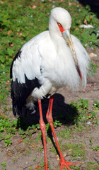 Maguari Stork, Ciconia maguari, detail portrait of white bird with red eyes, bird in the nature forest habitat, 