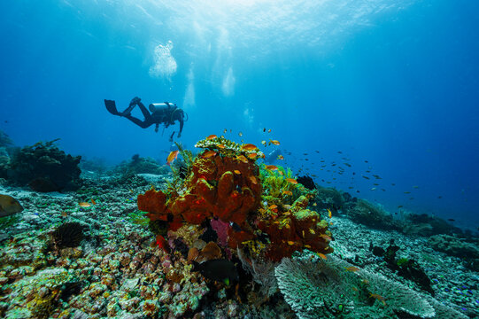 diver exploring the ocean close to Flores Island in Komodo