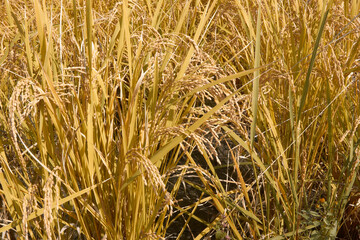 金色の収穫前の米