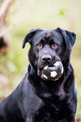 Happy black labrador retriever lying on a grass with ball