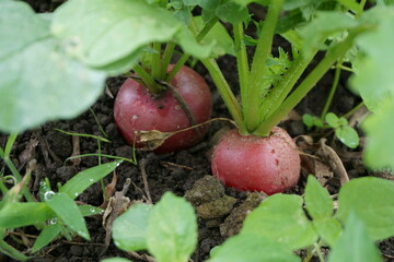 Close up of radish growing on the field