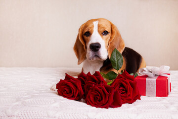 A postcard with a pet for Valentine's Day, Birthday. Cute dog Beagle is lying on the bed with a bouquet of red roses and a gift.