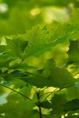Fototapeta na wymiar green leaves on a tree background
