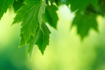 Fototapeta na wymiar Maple - green leaves background